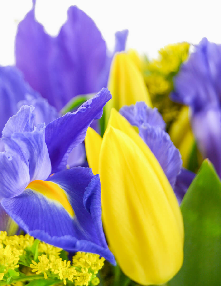 Ramo de Tulipanes Amarillos e Iris Azules con Solidago