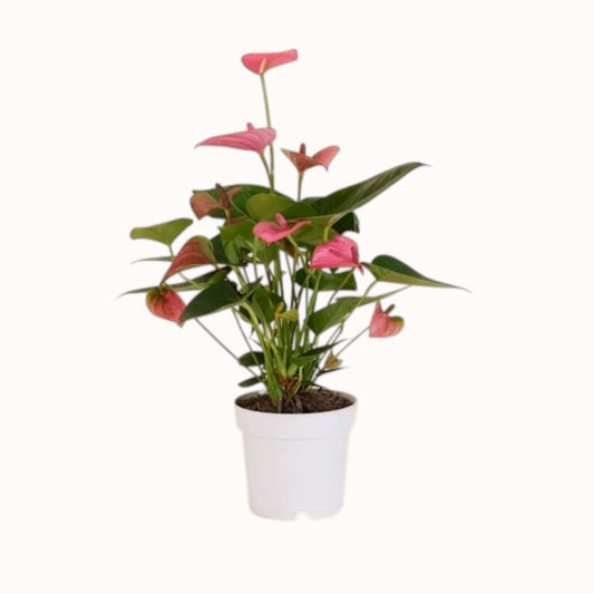 Anturio rosa en maceta blanca - Floristería Peregrina Pontevedra