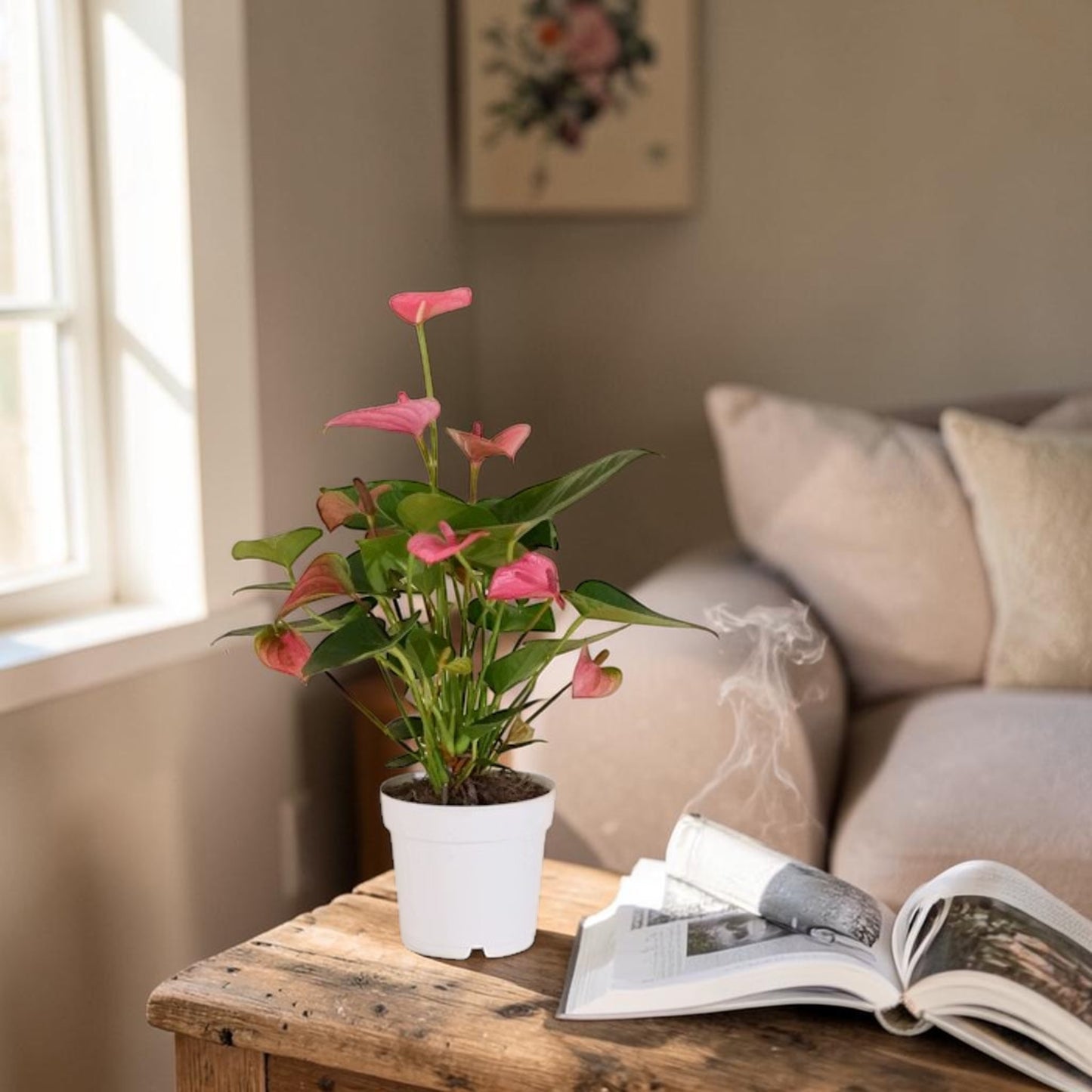 Anturio rosa en maceta sobre mesa de salón con luz natural - Floristería Peregrina