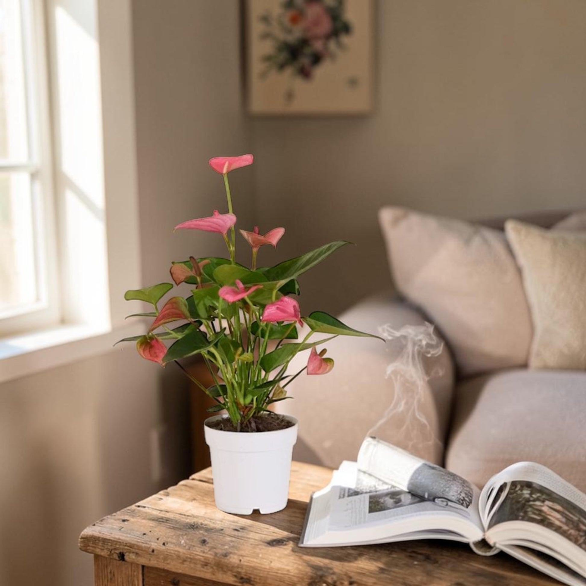 Anturio rosa en maceta sobre mesa de salón con luz natural - Floristería Peregrina