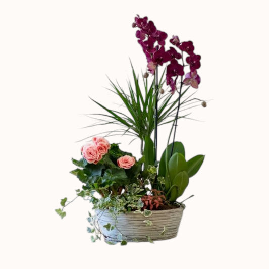 Cesta de plantas con orquídea begonia e hiedra en maceta decorativa - Floristería Peregrina Pontevedra