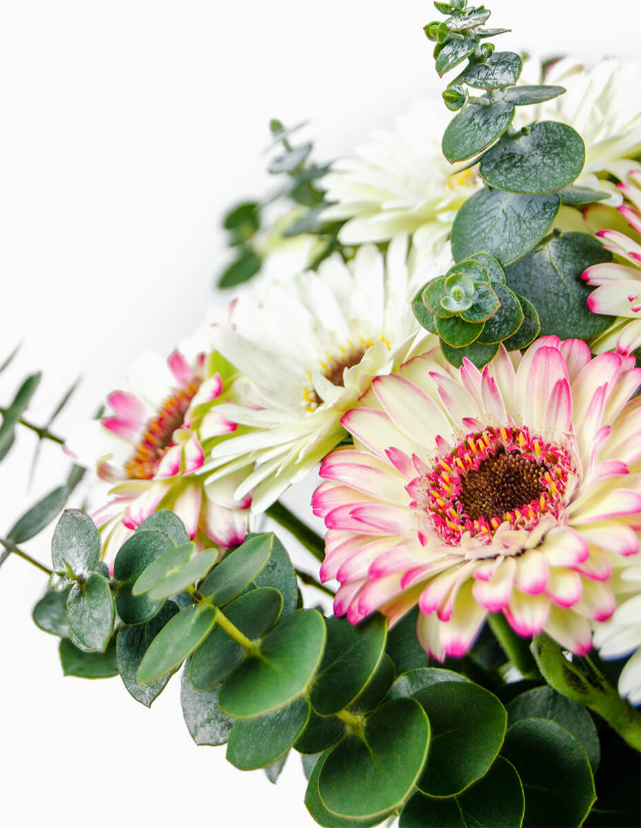 Detalle gerbera bicolor blanca y rosa con eucalipto - Floristería Peregrina