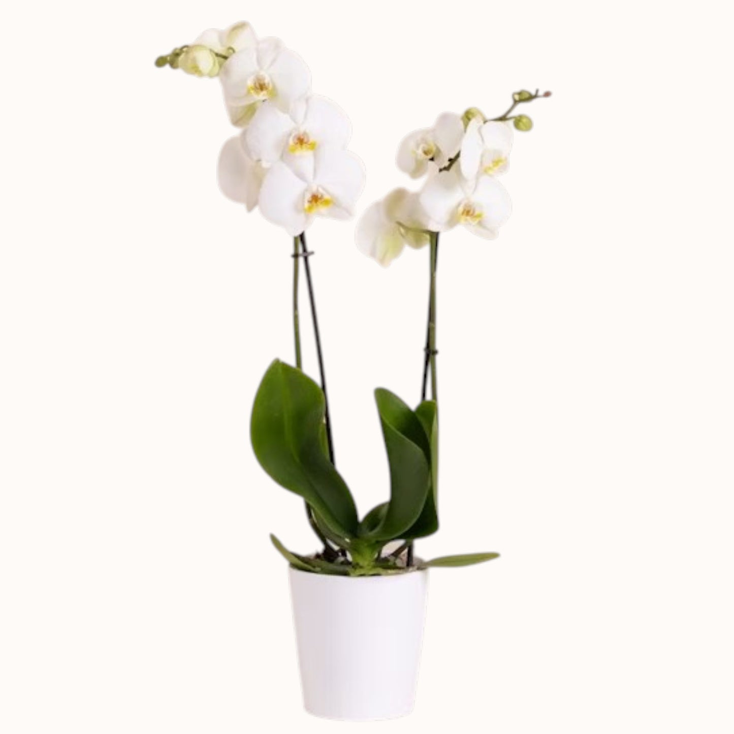 Orquídea Phalaenopsis rosa en maceta blanca - Floristería Peregrina Pontevedra