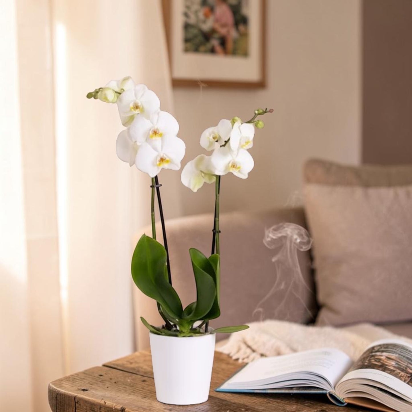 Orquídea Phalaenopsis blanca en maceta blanca - Floristería Peregrina Pontevedra
