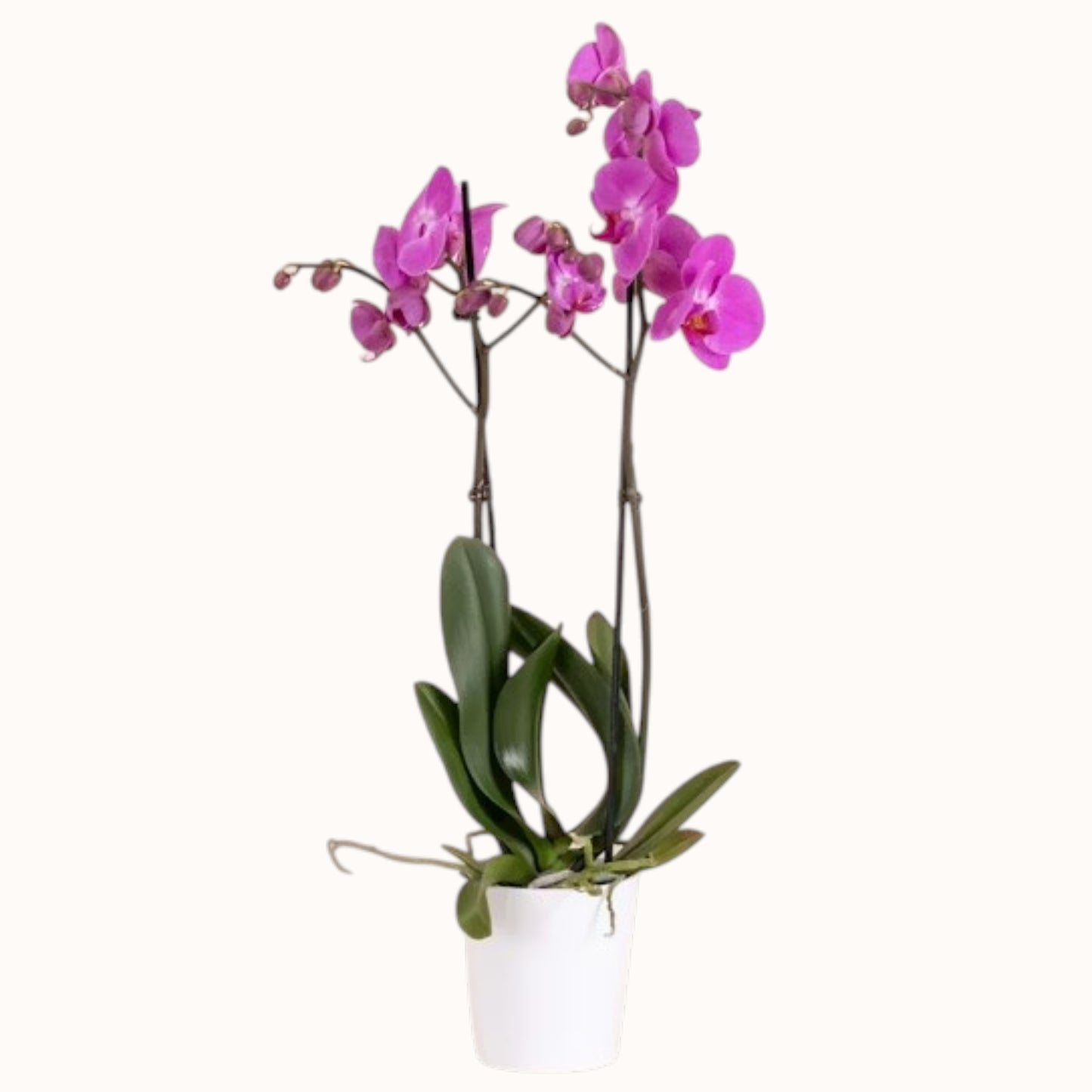 Orquídea rosa en maceta blanca sobre mesa de salón - Floristería Peregrina