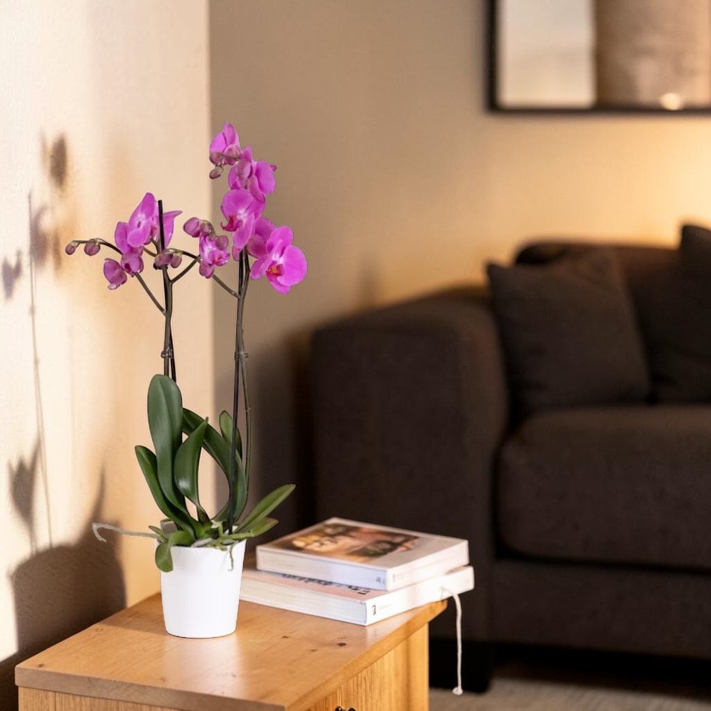 Orquídea blanca en maceta sobre mesa con libro - Floristería Peregrina